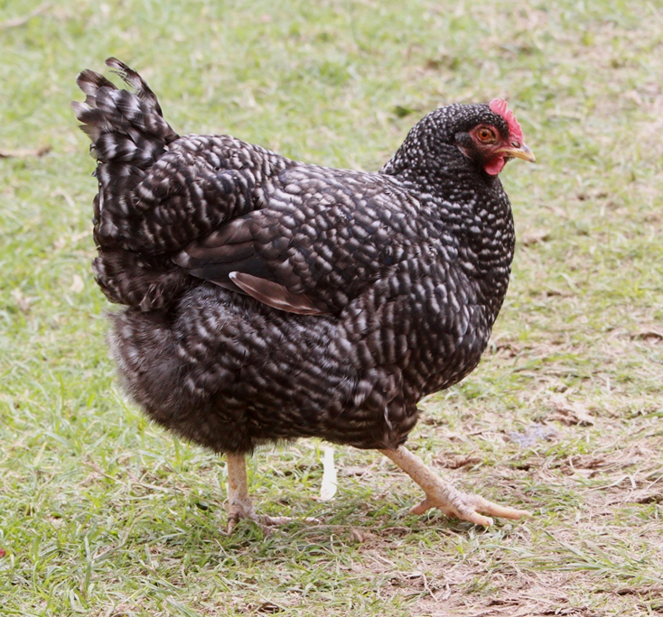 hen